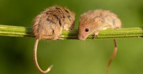 Razlaga sanj miška v sanjah.  Zakaj miši sanjajo?  Zakaj sanjate o miših različnih barv?