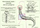 Dihalni organi in cirkulacijski sistem annelidnega črva