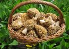 Ciupercă Morel - fotografie și descriere, proprietăți medicinale și aplicație Există ciuperci Morel false?