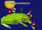 How are photosynthesis and chemosynthesis similar?