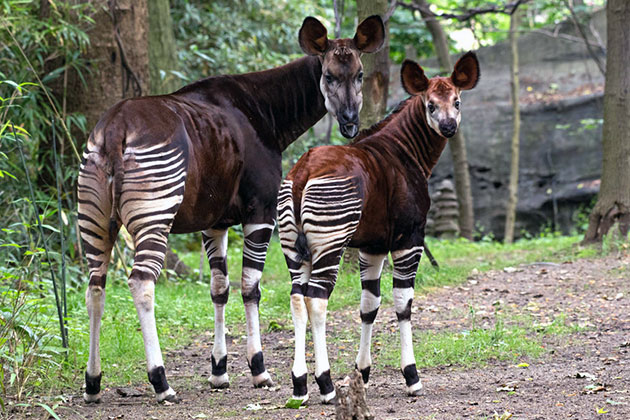 What continent does okapi live on