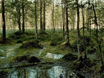 What is a swamp and how is it useful?