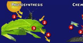 Kako sta si fotosinteza in kemosinteza podobni?