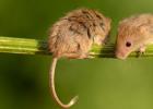 Razlaga sanj miška v sanjah.  Zakaj miši sanjajo?  Zakaj sanjate o miših različnih barv?