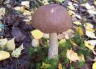 Boletus mushroom (mushroom): description and photo The boletus mushroom has a dozen varieties
