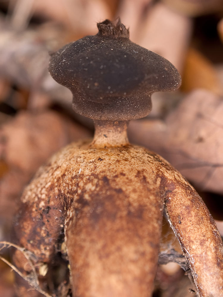 Unusual mushrooms: photos and names