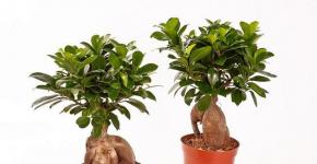 Ficus microcarp: opis in nega doma